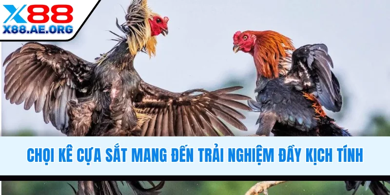 Chọi kê cựa sắt mang đến trải nghiệm đầy kịch tính